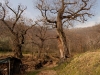 Inverno alberi spogli  