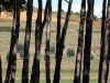  Paesaggio toscana                               