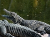 Alligatori Ph Christian Penocchio                                