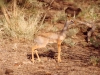 dik-dik- Ph Christian Penocchio   