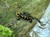 salamandra1_0