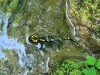 salamandra2_0