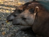 Tapiri Ph Christian Penocchio                                  