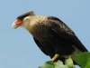 Caracara